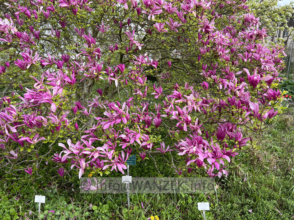 Magnolia liliiflora Susan 02.jpg